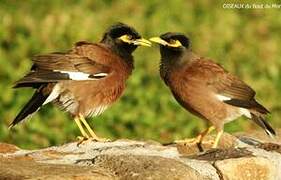 Common Myna