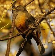 Rufous-bellied Thrush