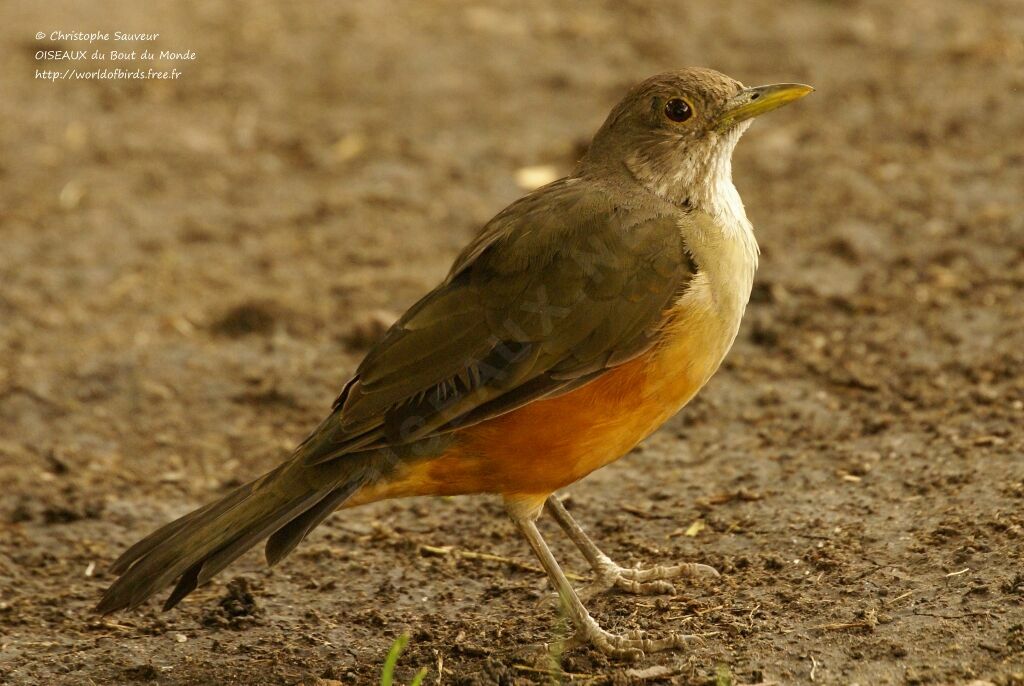 Rufous-bellied Thrush, identification