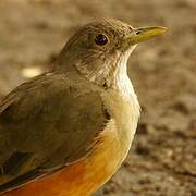 Rufous-bellied Thrush