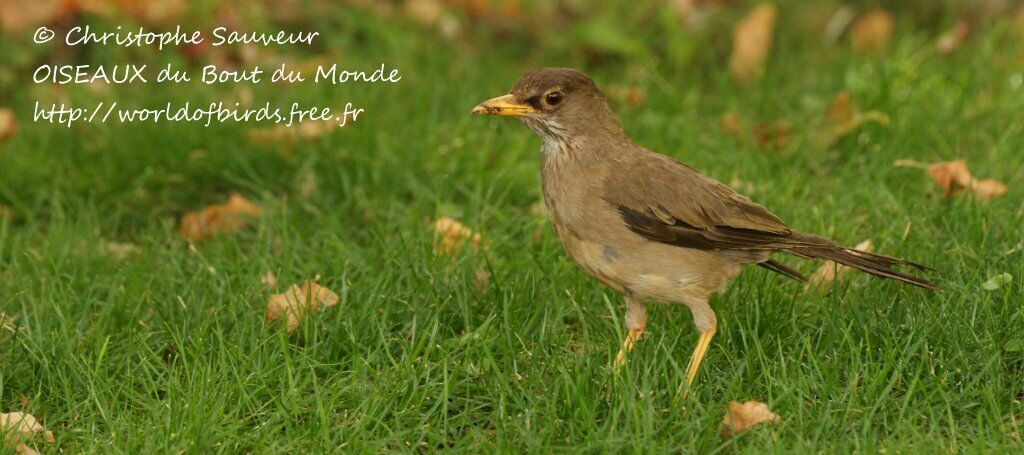 Austral Thrush