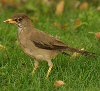 Austral Thrush