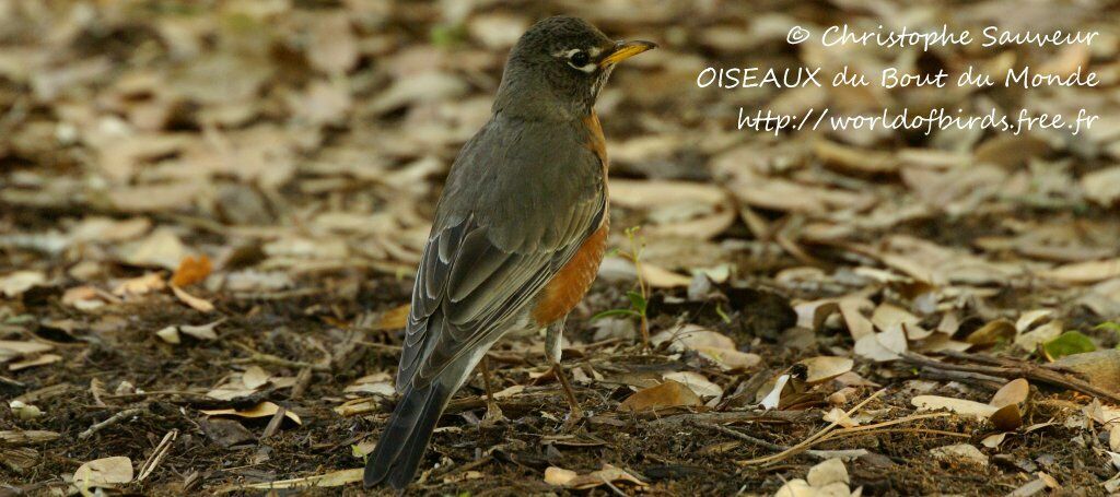 American Robin