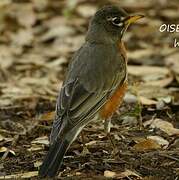 American Robin