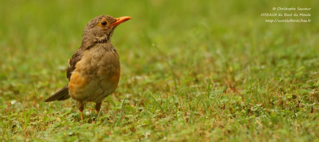 Kurrichane Thrush, identification