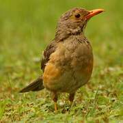 Kurrichane Thrush