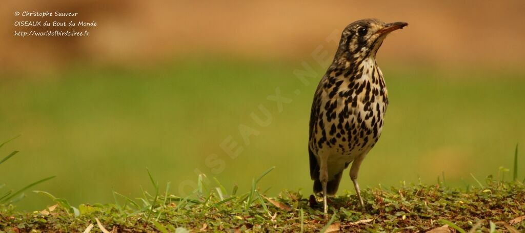 Groundscraper Thrush, identification