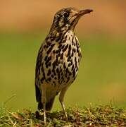 Groundscraper Thrush