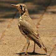 Groundscraper Thrush