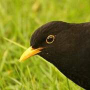 Common Blackbird