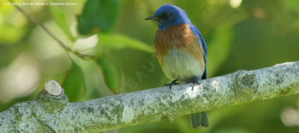 Western Bluebird
