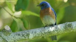 Western Bluebird