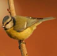 Mésange bleue