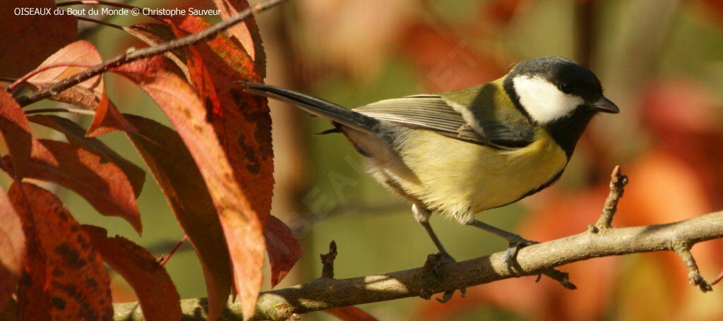 Mésange charbonnière