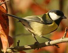 Mésange charbonnière