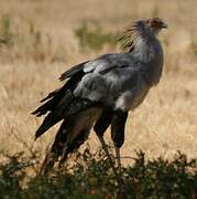 Secretarybird