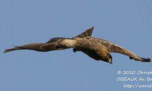 Black Kite