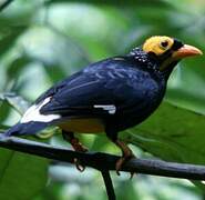 Yellow-faced Myna