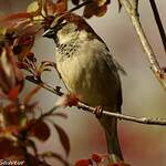 Moineau domestique