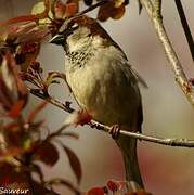 House Sparrow