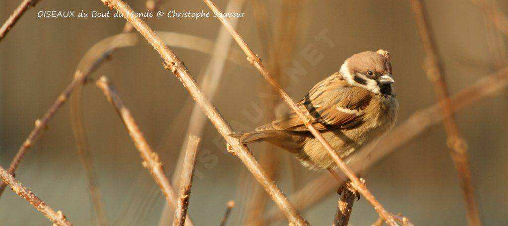 Moineau friquet