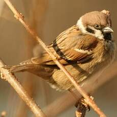 Moineau friquet