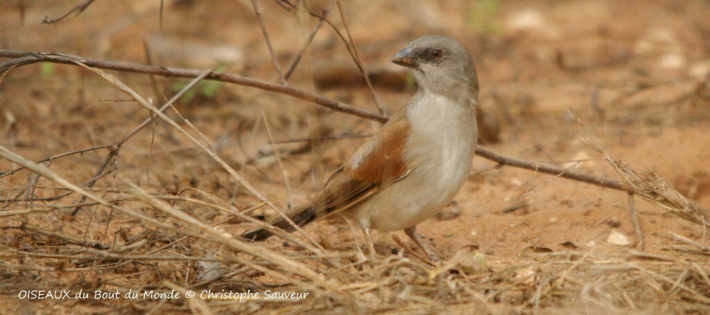 Northern Grey-headed Sparrow