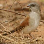 Northern Grey-headed Sparrow