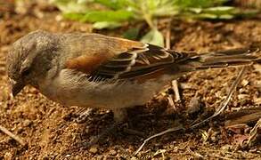 Cape Sparrow