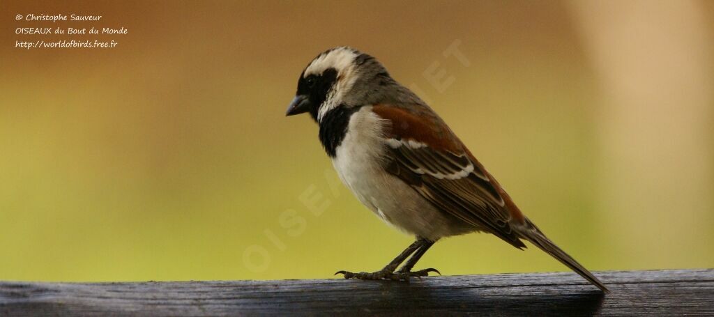 Cape Sparrow male adult, identification