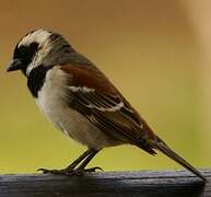 Cape Sparrow