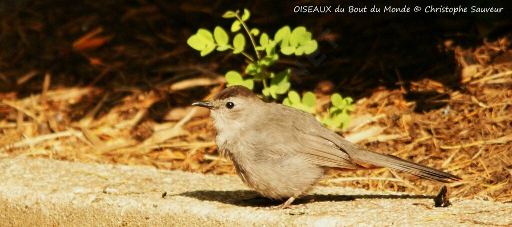 Grey Catbird