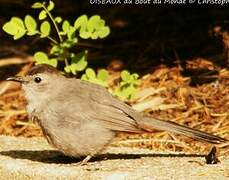 Grey Catbird