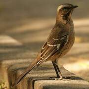 Chilean Mockingbird