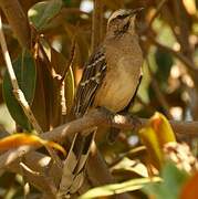 Chilean Mockingbird