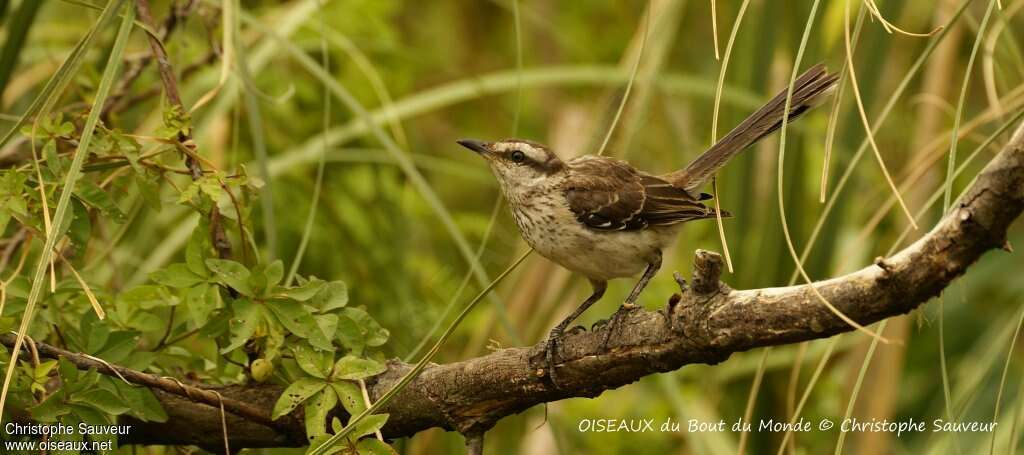 Chalk-browed Mockingbirdjuvenile, identification