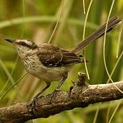 Chalk-browed Mockingbird