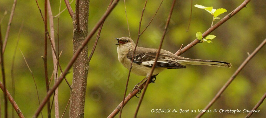 Northern Mockingbird