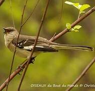 Northern Mockingbird