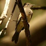 Black Phoebe