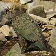 Kea