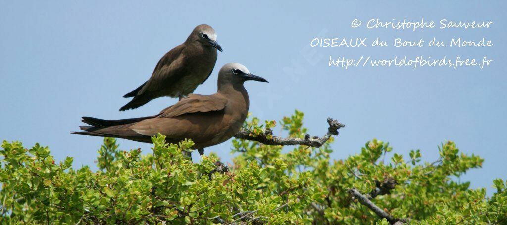 Brown Noddy