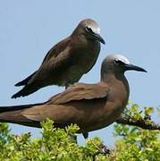 Brown Noddy