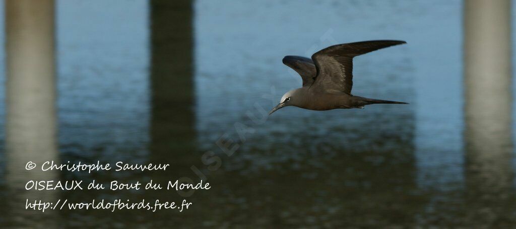 Brown Noddy, Flight