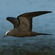 Brown Noddy