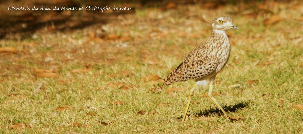 Spotted Thick-knee