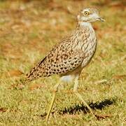 Spotted Thick-knee