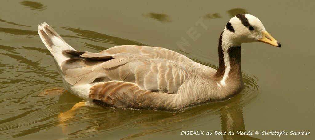 Bar-headed Goose