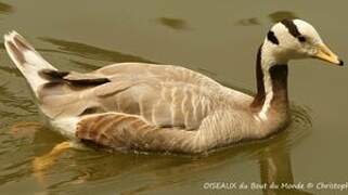 Bar-headed Goose