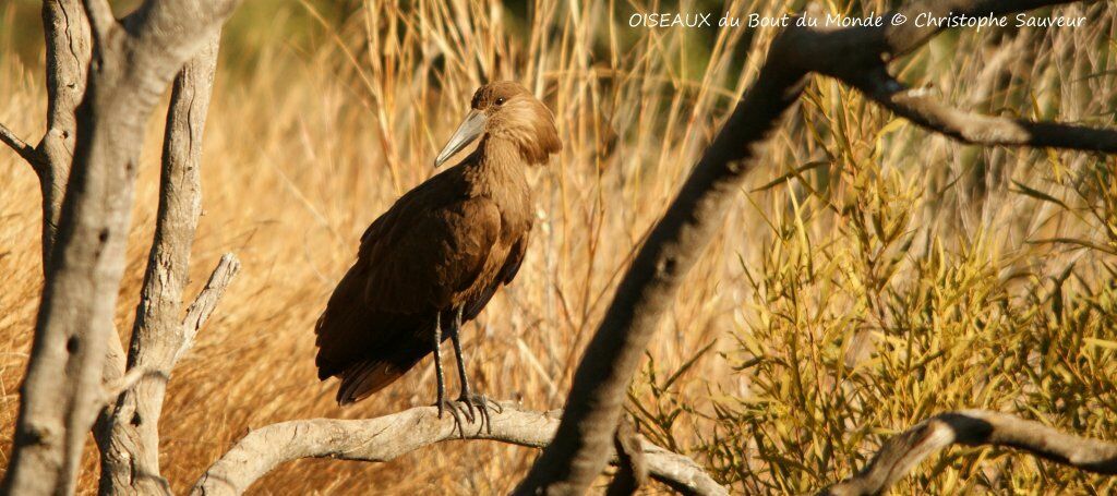 Hamerkop